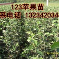 123蘋果苗