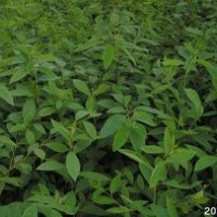 山蒼子苗及山雞椒種子