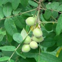 供應山西優(yōu)質成品核桃苗