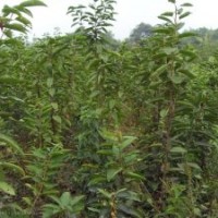 櫻桃苗=櫻桃苗=櫻桃苗=櫻桃苗價(jià)格=櫻桃苗產(chǎn)地