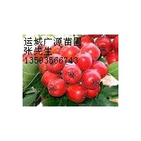 山楂果出售/山楂果價格/山西山楂基地特大山楂果出售