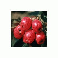 供應(yīng)柿子 蘋果 山楂