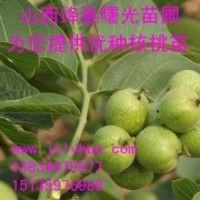 山西核桃苗，遼核核桃苗，清香核桃苗，8518核桃苗，薄皮核桃苗