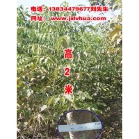 供應二年以上的香玲核桃苗大樹50萬株