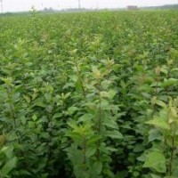 供應蘋果苗 蘋果苗價格 蘋果苗新品種 蘋果苗種植基地