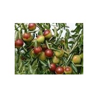 供應(yīng)棗樹苗3公分－15 公分棗樹苗，山西棗樹價(jià)格