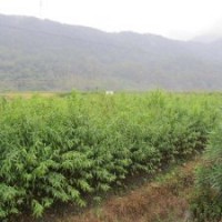 供應(yīng)廣西陽(yáng)朔縣白沙鎮(zhèn)實(shí)生桃苗毛桃小苗