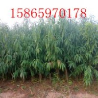 大量供應(yīng)優(yōu)質(zhì)蘋果苗、桃苗、梨苗、柿子苗等果樹苗木