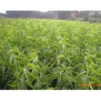出售！出售！現(xiàn)有5萬棵0.5--2公分粗，1.6--2米高的當(dāng)年實(shí)生桃樹