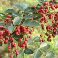 花椒苗木價格，大紅袍花椒苗基地，優(yōu)質(zhì)花椒苗