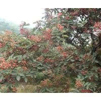 優(yōu)質(zhì)韓城大紅袍花椒苗