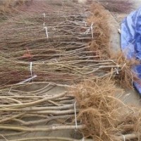 嫁接桃樹苗-桃樹速生苗-桃樹成品苗