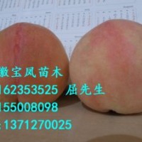 2013年溫州阜陽桃樹苗有哪些新品種