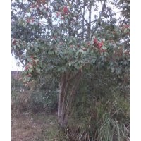 供紅果冬青樹