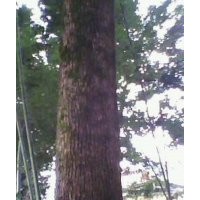 供香樟樹