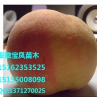 拆遷占地桃樹(shù)果樹(shù)苗價(jià)格