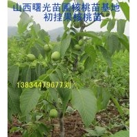 當(dāng)年掛果核桃苗！山西核桃苗!