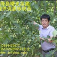 優(yōu)質(zhì)核桃苗---8518/清香/香玲/中林/遼核！