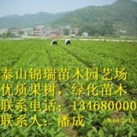板栗苗|山東優(yōu)質(zhì)果樹苗木|，誠信為本