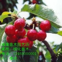 櫻桃苗|櫻桃實(shí)生苗|嫁接櫻桃苗