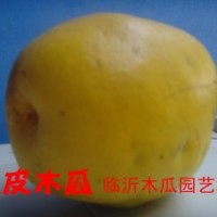 光皮木瓜。皺皮木瓜，觀賞木瓜，木瓜海棠，木瓜種子