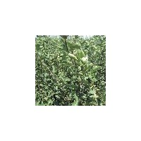 供應(yīng)300萬株山楂苗（歪把紅山楂苗、紅棉球山楂苗、大金星山楂苗