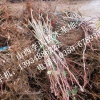 嫁接成品山楂苗，大金星山楂 山楂苗最新價(jià)格