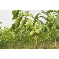 核桃苗供應商，1米以上核桃苗