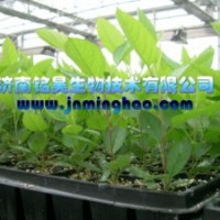 哪里的櫻桃苗—吉塞拉系列