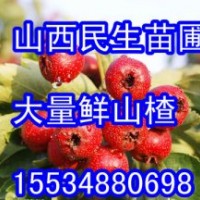 山西民生苗圃【蘋果樹山楂樹核桃樹梨樹杏樹】