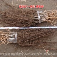 東北優(yōu)質山葡萄種苗