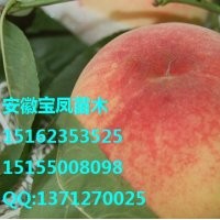鄭州果樹研究所|鄭州桃樹苗新品種