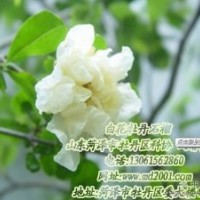 山東菏澤市牡丹區(qū)科協(xié) 大型牡丹石榴基地獨家供應