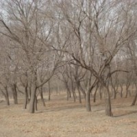 山楂樹，蘋果樹