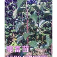 寒富蘋果苗，一刀寒富蘋果苗