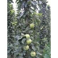 柱狀蘋果苗，紅富士蘋果苗