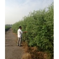 竹柳、蜀儈、金葉榆。北海道黃楊