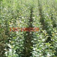 2公分嫁接蘋果苗多少錢一棵，哪里2公分蘋果樹