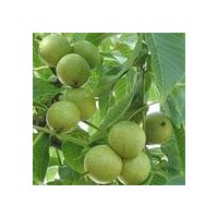 核桃苗多少錢一株？核桃苗價(jià)格
