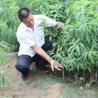大量供應實生桃樹苗，嫁接桃樹苗