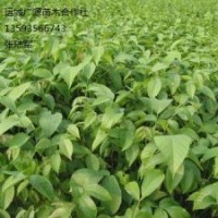 核桃苗出售、2年生、3年生核桃苗價(jià)格優(yōu)惠供應(yīng)