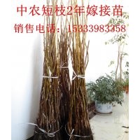 大量出售嫁接核桃苗，3年生白皮松，桂花苗