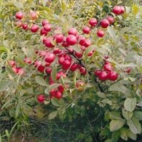 供應(yīng)鈣果苗價(jià)格 鈣果苗基地 鈣果苗圖片