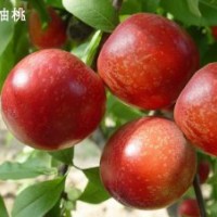 供應果樹苗，桃樹苗，梨樹苗，蘋果苗，山楂苗