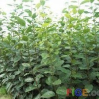 供應(yīng)核桃苗 櫻桃苗 山楂苗 柿子苗