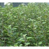核桃苗 刺槐苗 蘋果苗 花椒苗 桃樹苗 皂角苗