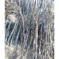 長(zhǎng)期供應(yīng)核桃苗，成年樹，薄皮核桃，核桃種