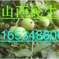 大小核桃苗/大小成品核桃苗/大小實(shí)生核桃苗