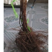 柳河葡萄苗，出售靖宇哪有賣葡萄苗的，遼源葡萄苗