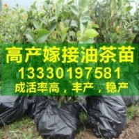 ★四川油茶樹苗|油茶樹產(chǎn)業(yè)化種植|油茶高產(chǎn)品種栽培